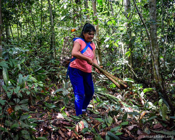 Integran saberes indígenas en plan de trabajo para reducir emisiones de carbono en Amarakaeri