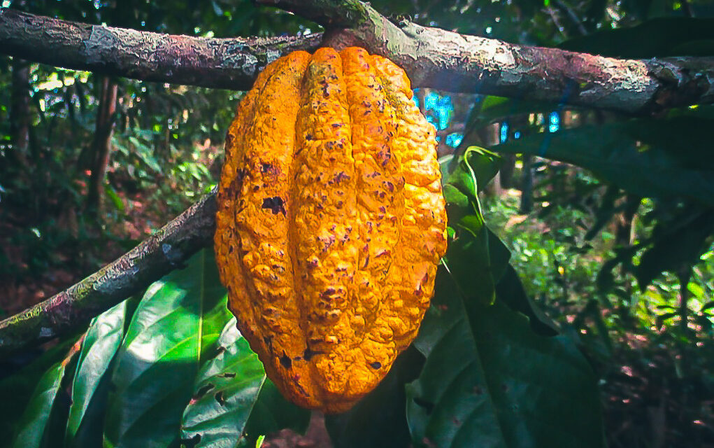 Comunidad nativa Puerto Luz logra cofinanciamiento para cultivar cacao nativo a través de Agroideas