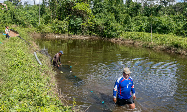 Cogestión de Amarakaeri fortalece piscicultura en Queros Wachiperi a través del PNIPA