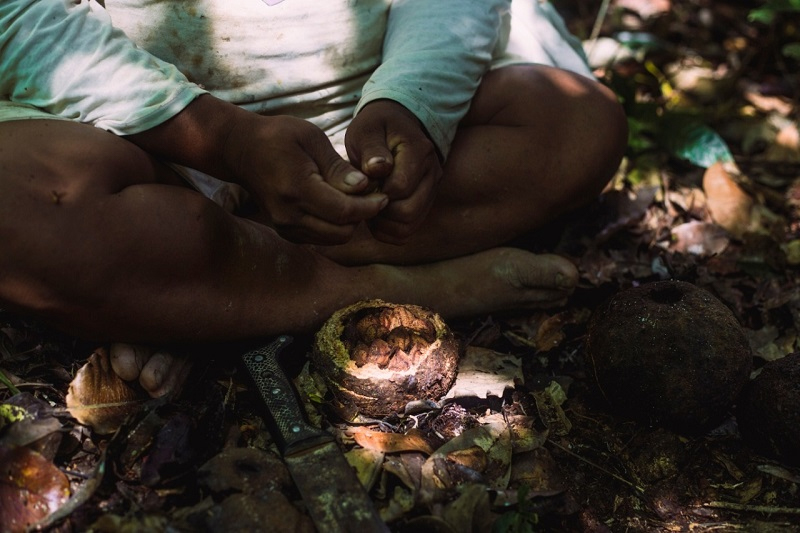 Cosecha de castaña en la Reserva Comunal Amarakaeri
