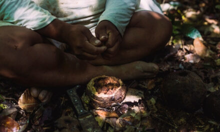 Cogestión de Amarakaeri: complementa la economía de cuatro comunidades socias con la comercialización de castaña