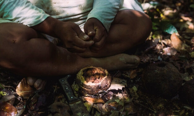 Cogestión de Amarakaeri: complementa la economía de cuatro comunidades socias con la comercialización de castaña