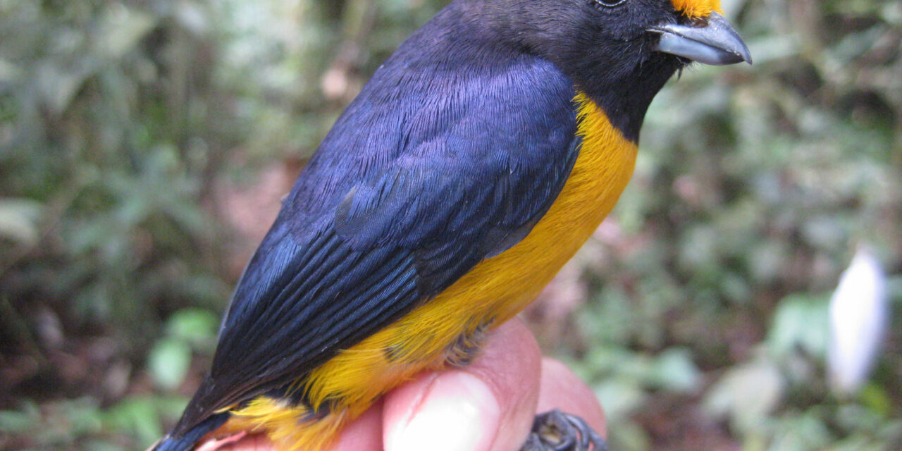 Registran más de 1000 especies en flora y fauna en la Reserva Comunal Amarakaeri