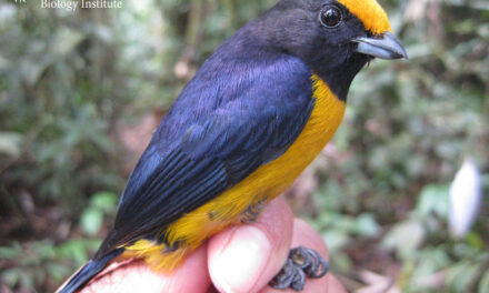 Registran más de 1000 especies en flora y fauna en la Reserva Comunal Amarakaeri