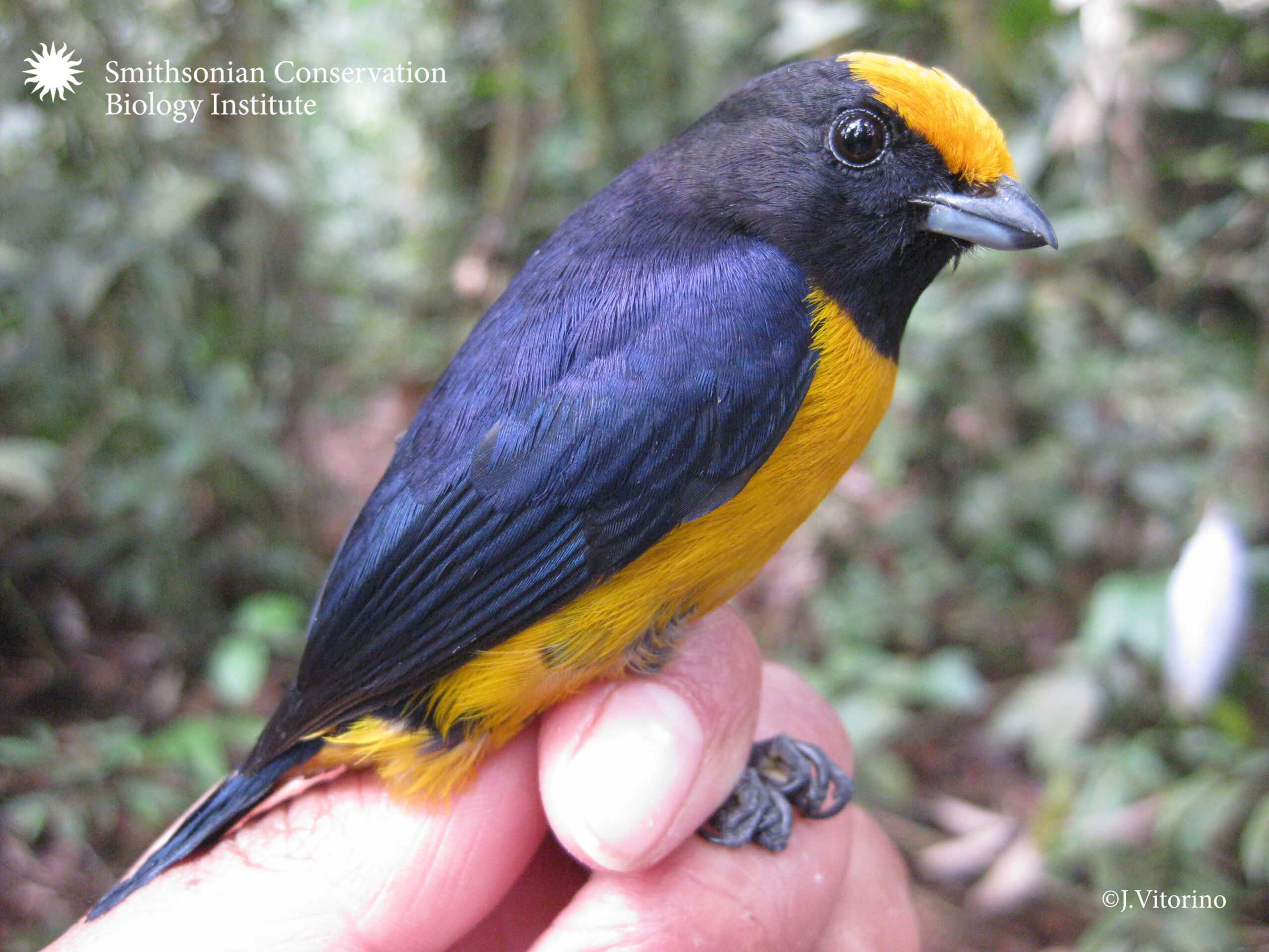 Una biodiversidad en fauna y flora tropical que bordeaba las 388 especies.