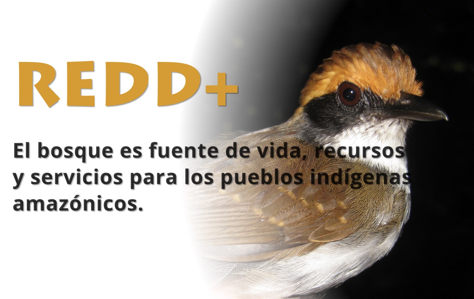 El bosque es fuente de vida, recursos y servicios para los pueblos indígenas amazónicos