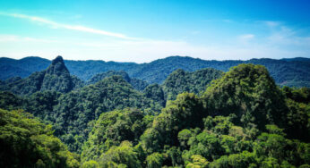 Amarakaeri, el bosque que integra vida