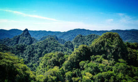 Amarakaeri, el bosque que integra vida