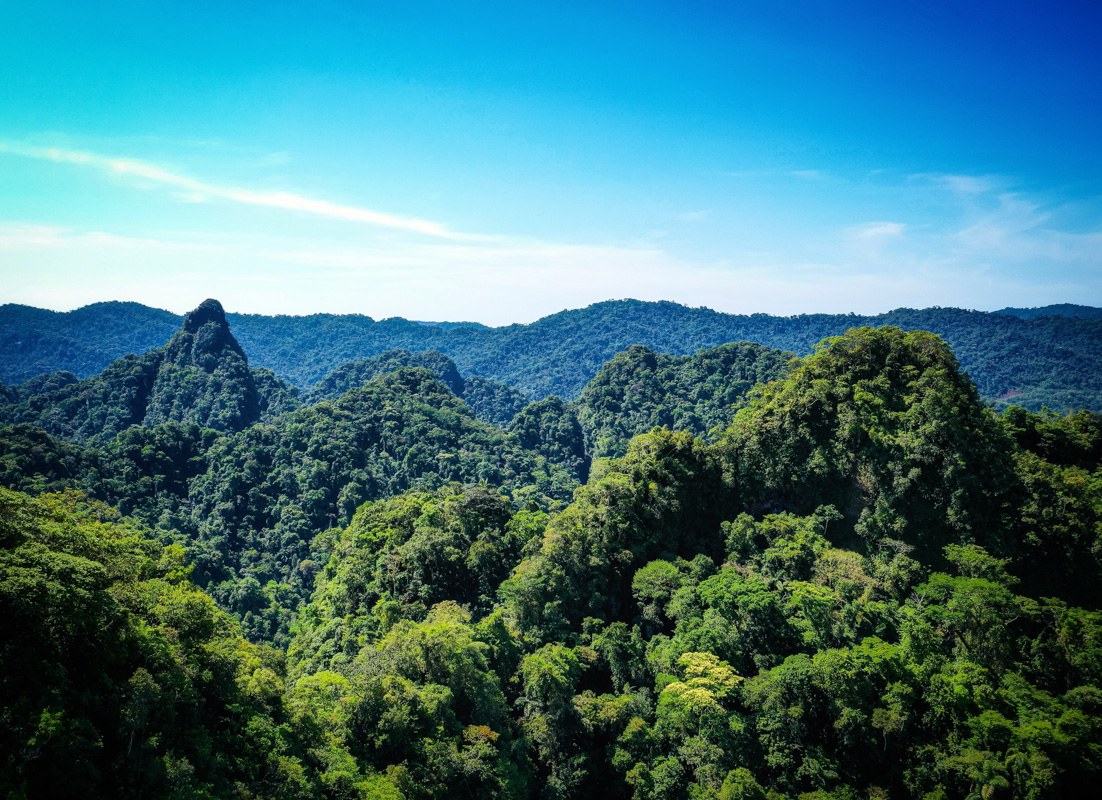 Amarakaeri, el bosque que integra vida