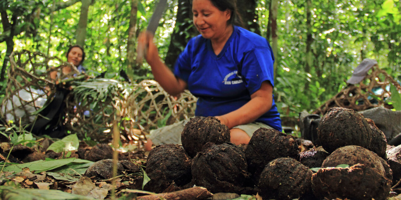 Aprovechamiento sostenible de castaña se fortalece en la Reserva Comunal Amarakaeri