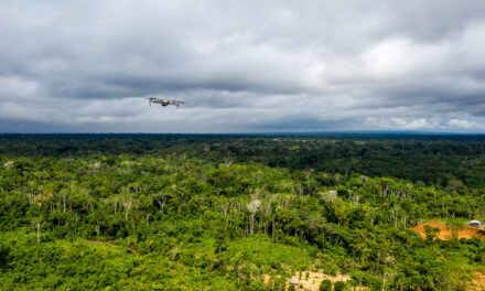 El bosque es fuente de vida y recursos para los pueblos indígenas