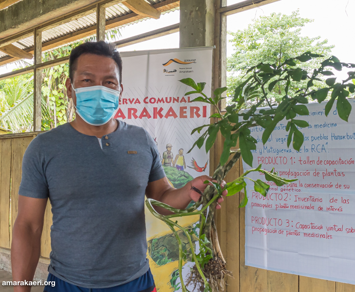 Comunidades de Amarakaeri fortalecerán su cultura inmaterial a través del rescate del conocimiento y saberes de plantas medicinales