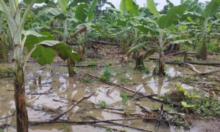Miembros de la comunidad nativa Shipetiari son afectados por inundación