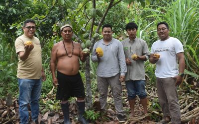 Cogestión de Amarakaeri fortalece la cadena productiva del cacao nativo en sus comunidades nativas socias
