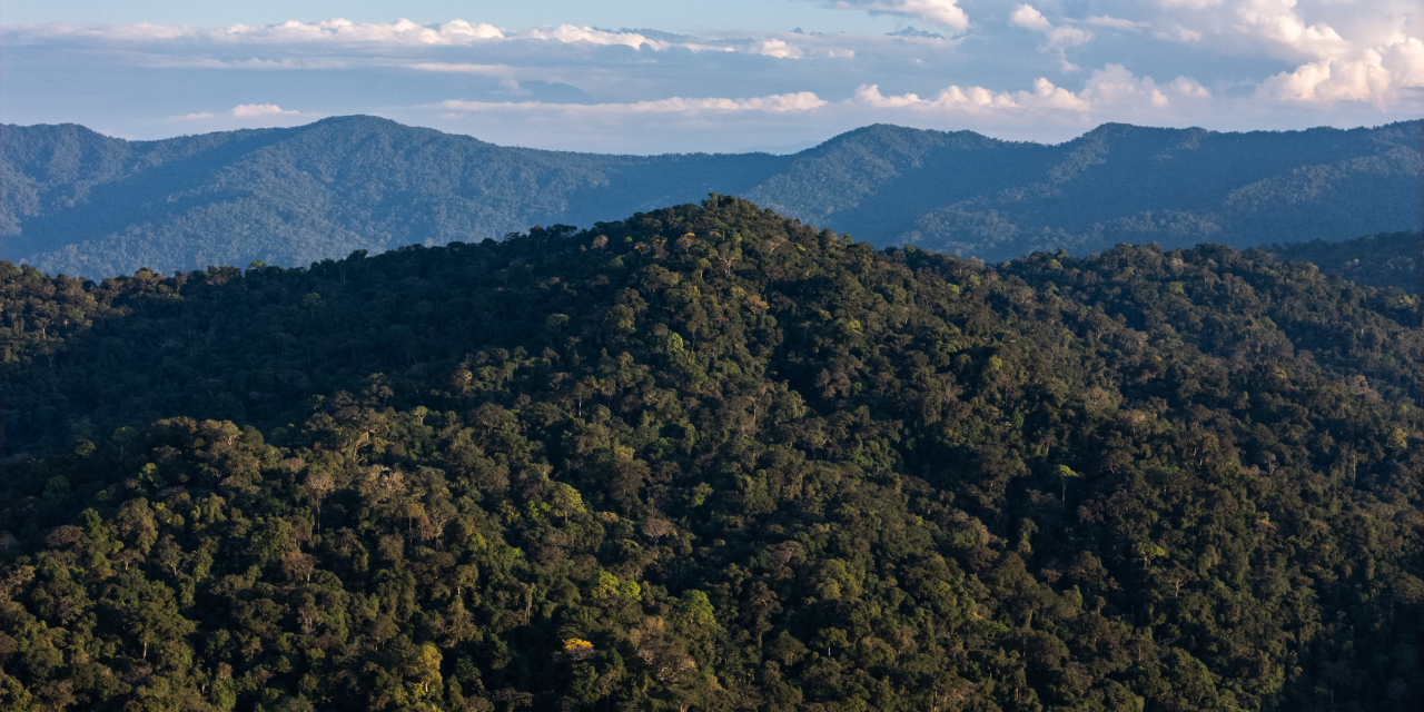 Numberi: La empresa social indígena que lleva los frutos del bosque amazónico al mundo