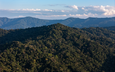 Numberi: La empresa social indígena que lleva los frutos del bosque amazónico al mundo