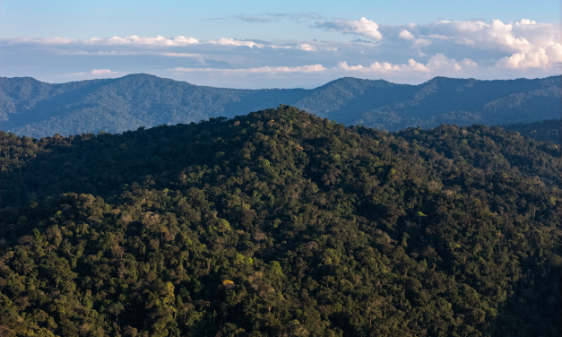 Numberi: La empresa social indígena que lleva los frutos del bosque amazónico al mundo