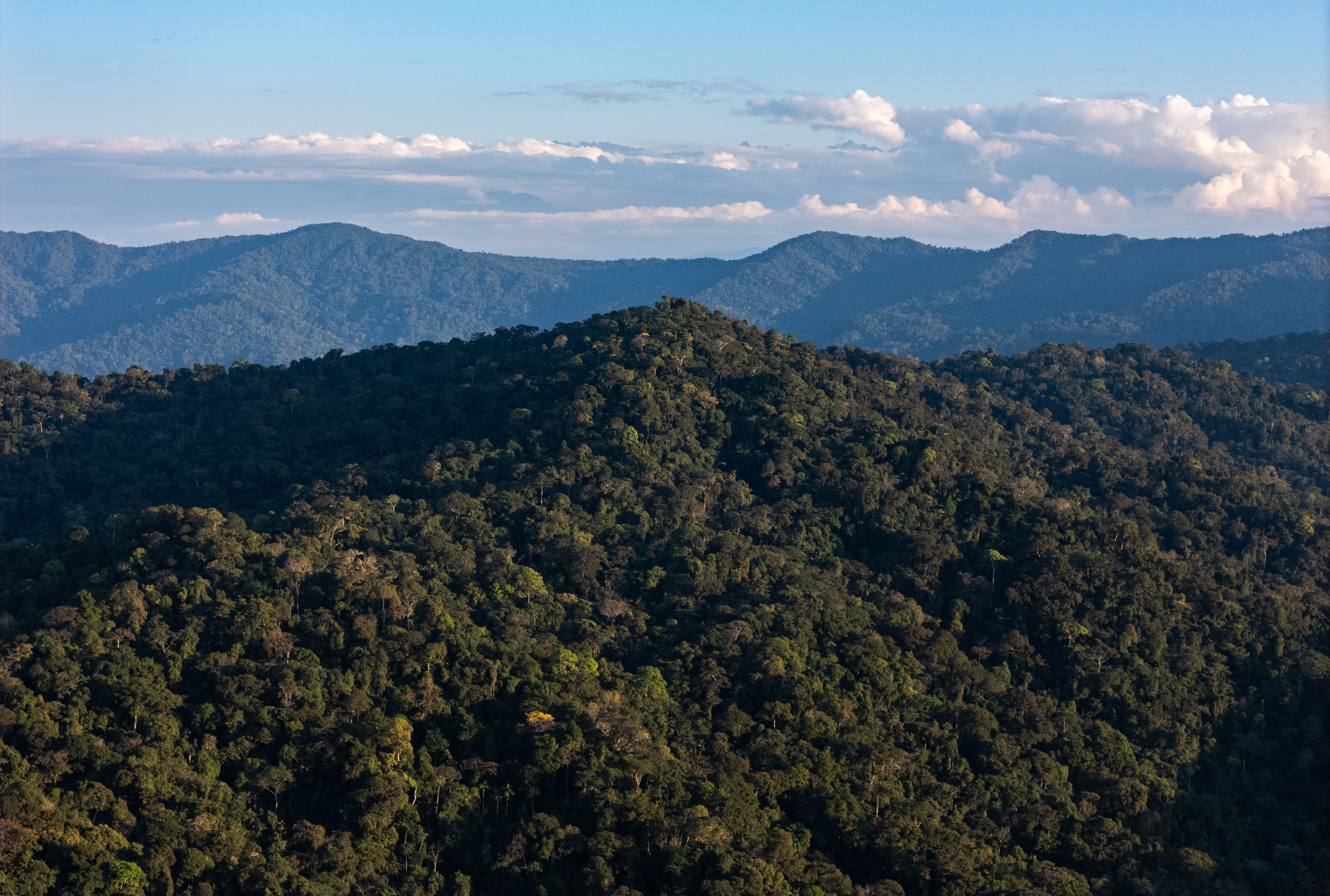 La empresa social Numberi SAC se creó con la finalidad de comercializar los productos y servicios que ofrecen las comunidades nativas socias de la Reserva Comunal Amarakaeri.
