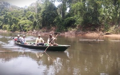 Monitoreos ambientales en Amarakaeri fortalecen conocimiento sobre maquisapa, lobo de río y castaña