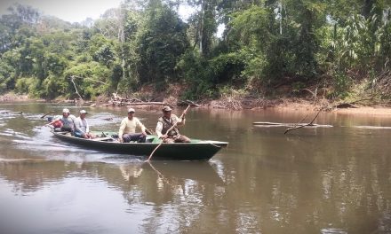 Monitoreos ambientales en Amarakaeri fortalecen conocimiento sobre maquisapa, lobo de río y castaña