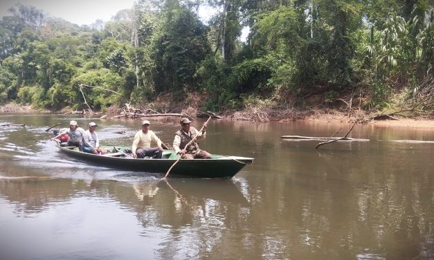 Monitoreos ambientales en Amarakaeri fortalecen conocimiento sobre maquisapa, lobo de río y castaña