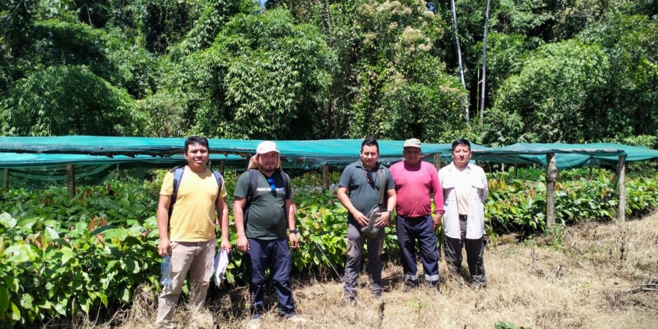 Cogestión de Amarakaeri y Numberi SAC realizan seguimiento a parcelas de cacao en sus comunidades nativas socias