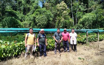 Cogestión de Amarakaeri y Numberi SAC realizan seguimiento a parcelas de cacao en sus comunidades nativas socias