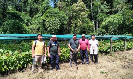 Cogestión de Amarakaeri y Numberi SAC realizan seguimiento a parcelas de cacao en sus comunidades nativas socias